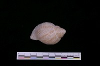 藏品(梨形鶉螺)的圖片